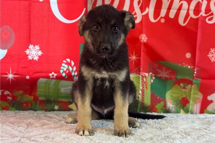 Deutsche Schäferhund Welpen
