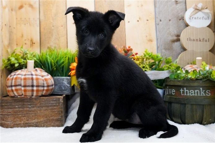 Deutsche Schäferhund Welpen