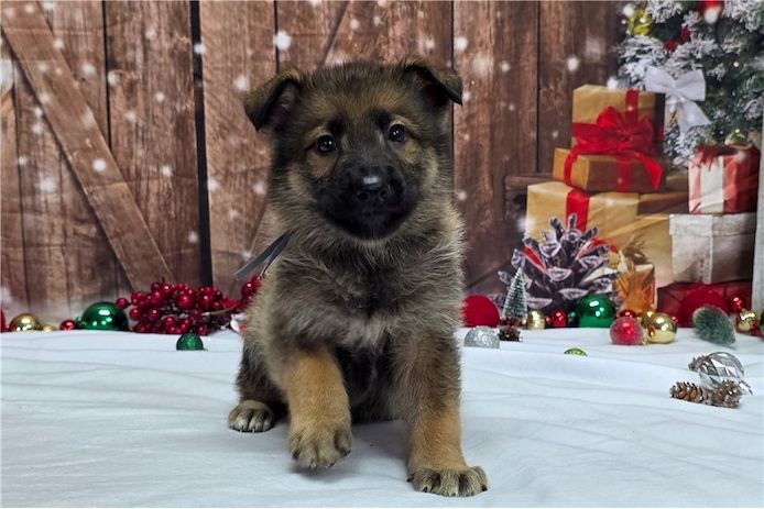 Deutsche Schäferhund Welpen
