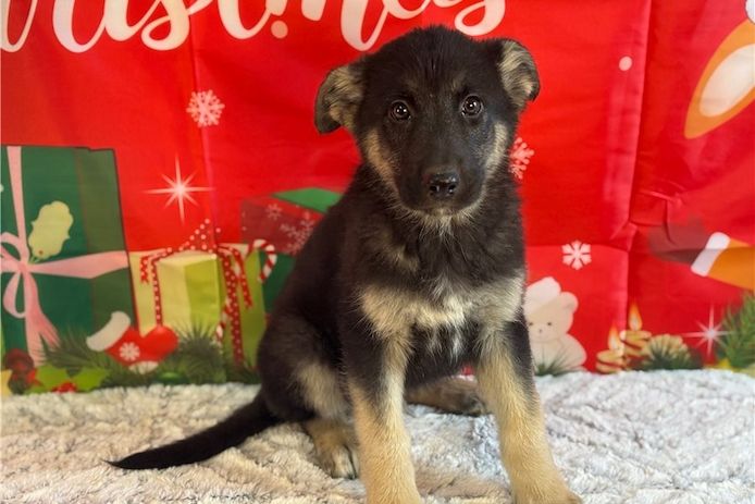 Deutsche Schäferhund Welpen