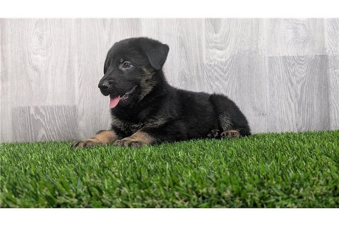 Deutsche Schäferhund Welpen