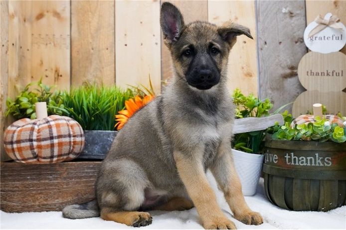 Deutsche Schäferhund Welpen