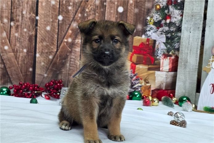 Deutsche Schäferhund Welpen
