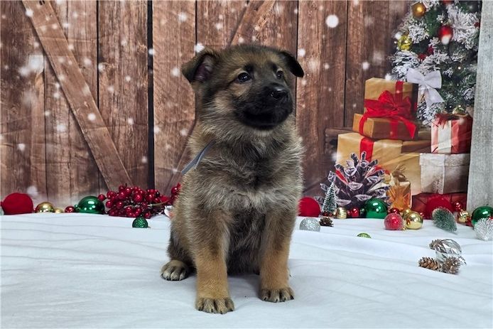 Deutsche Schäferhund Welpen
