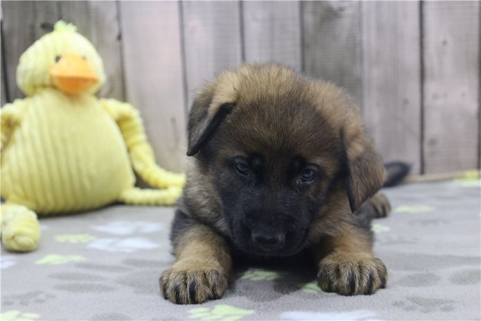 Deutsche Schäferhund Welpen