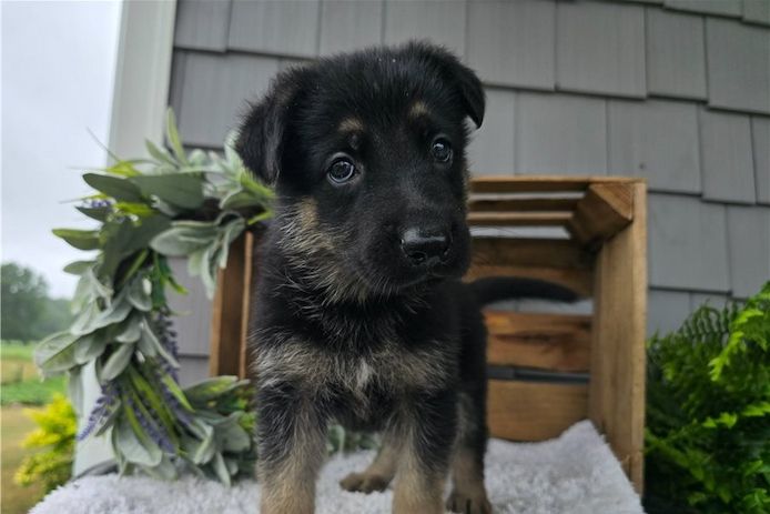 Deutsche Schäferhund Welpen