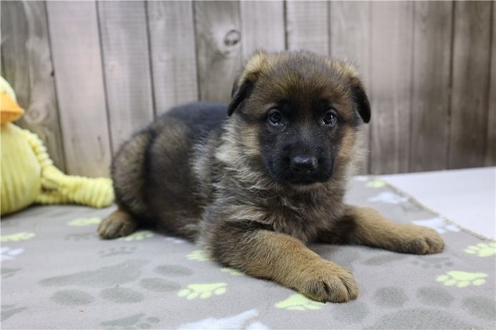 Deutsche Schäferhund Welpen .