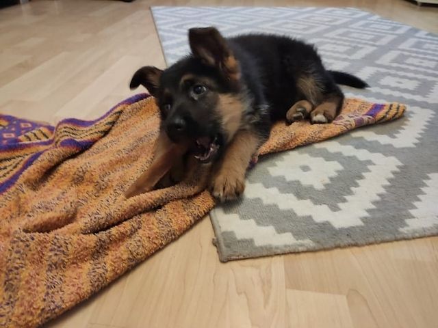 Deutsche Schäferhund Welpen