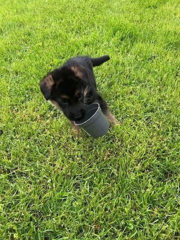 Deutsche Schäferhund Welpen