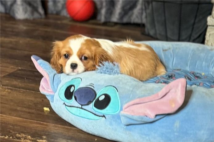 Cavalier King Charles Welpen