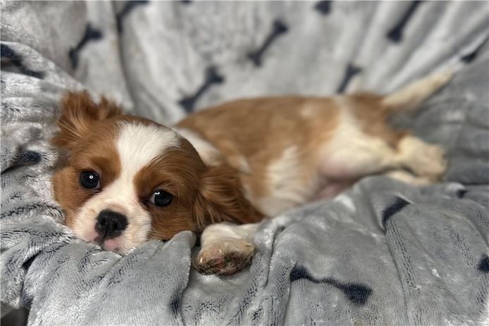 Cavalier King Charles Welpen