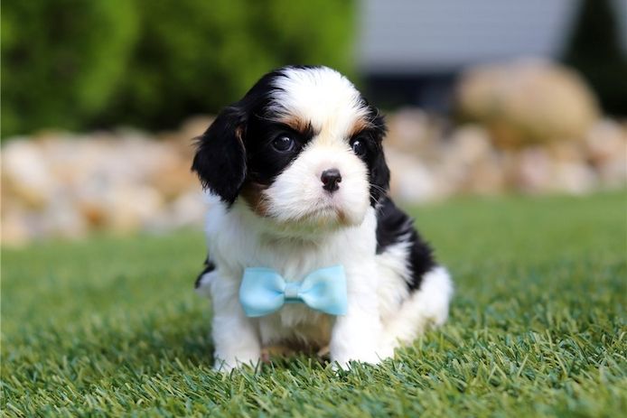 Cavalier King Charles Welpen