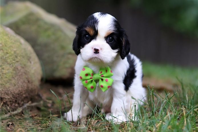 Cavalier King Charles Welpen