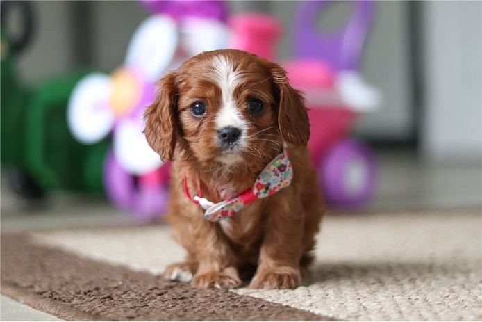 Cavalier King Charles Welpen Wunderschöne,