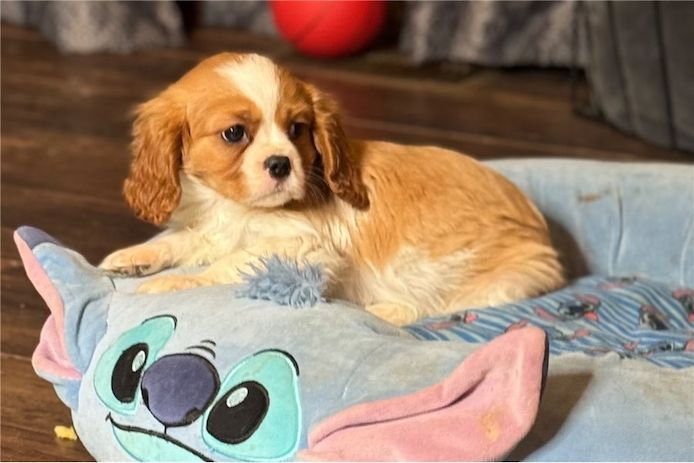 Cavalier King Charles Welpen Wunderschöne,