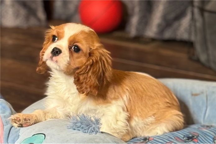 Cavalier King Charles Welpen