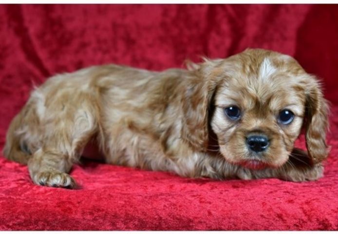 Cavalier King Charles Welpen Wunderschöne,