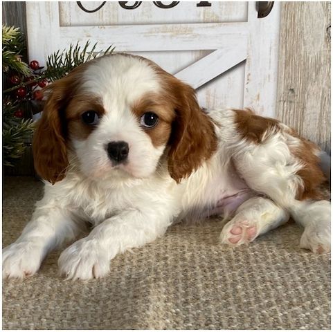Cavalier King Charles Welpen Wunderschöne,