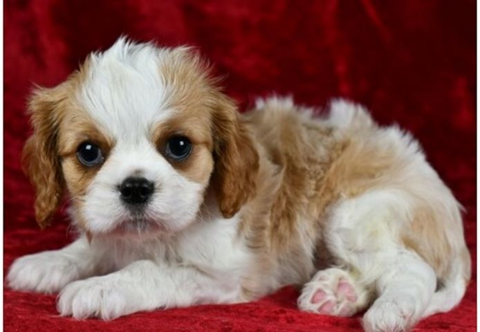 Cavalier King Charles Welpen Wunderschöne,