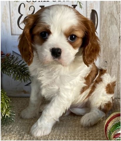 Cavalier King Charles Welpen Wunderschöne,