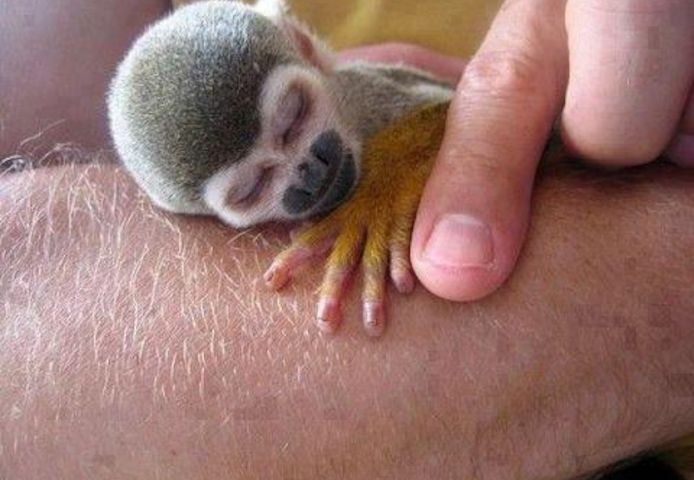 Freundliches Totenkopfäffchen suchen ein neues Zuhause