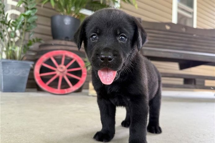 Wunderschöne Labrador Welpen suchen ihr Traumzuhause