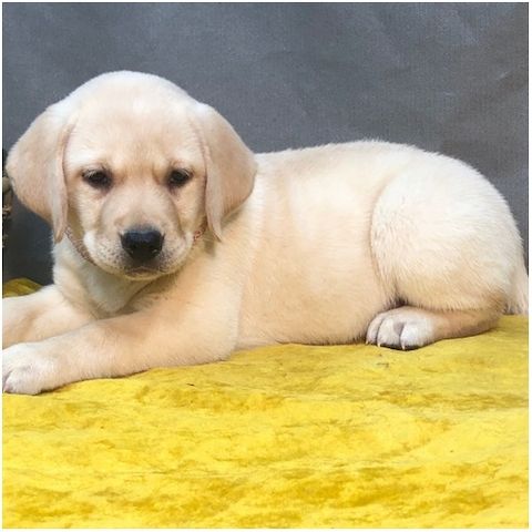 Wunderschöne Labrador Welpen suchen ihr Traumzuhause .
