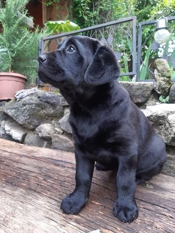 Wunderschöne Labrador Welpen suchen ihr Traumzuhause .
