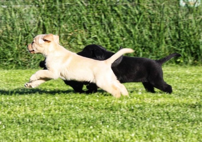 Wunderschöne Labrador Welpen suchen ihr Traumzuhause .