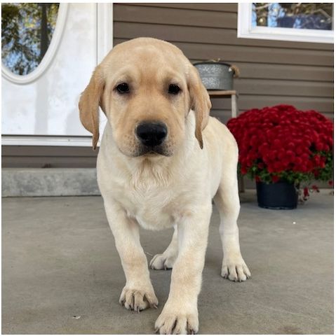 Süße Labrador Welpen mit Papieren .