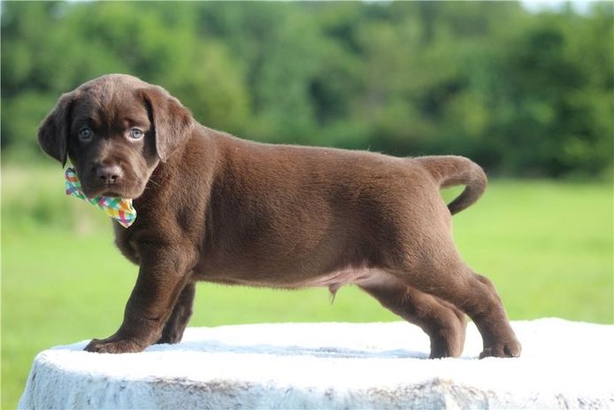 Süße Labrador Welpen mit Papieren