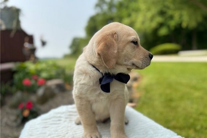 Süße Labrador Welpen mit Papieren