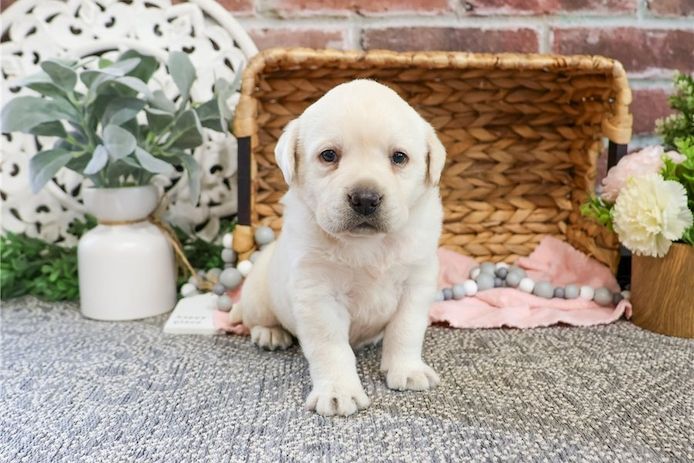 Süße Labrador Welpen mit Papieren
