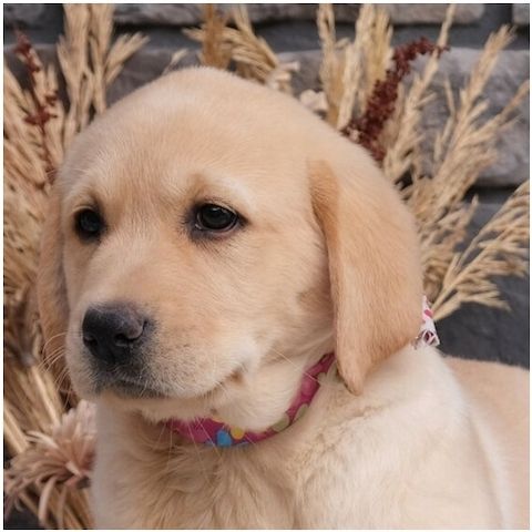 Süße Labrador Welpen mit Papieren