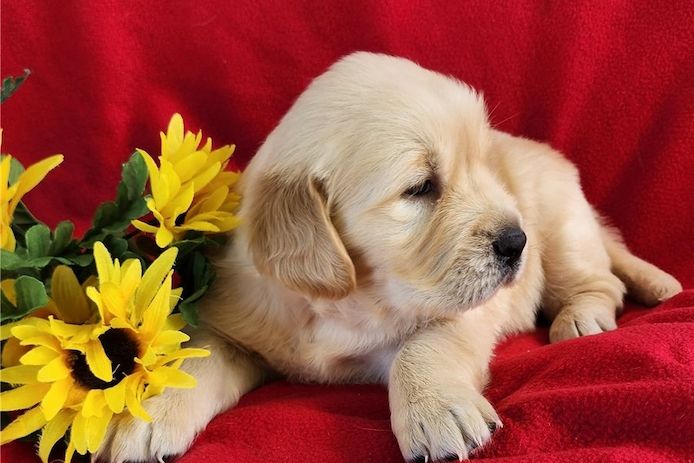 Golden Retriever Welpen suchen Ihre Familie  Welpen mit Ahnentafel