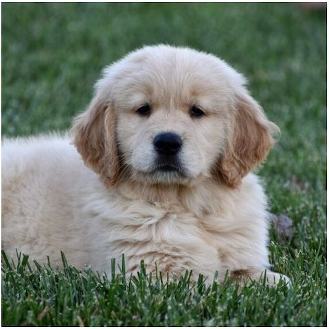Golden Retriever Welpen suchen Ihre Familie  Welpen mit Ahnentafe
