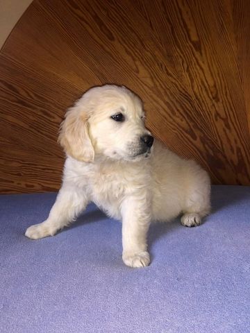 Golden Retriever Welpen suchen Ihre Familie  Welpen mit Ahnentafel