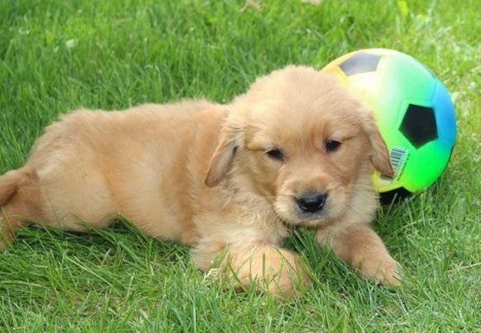 Golden Retriever Welpen suchen Ihre Familie  Welpen mit Ahnentafel