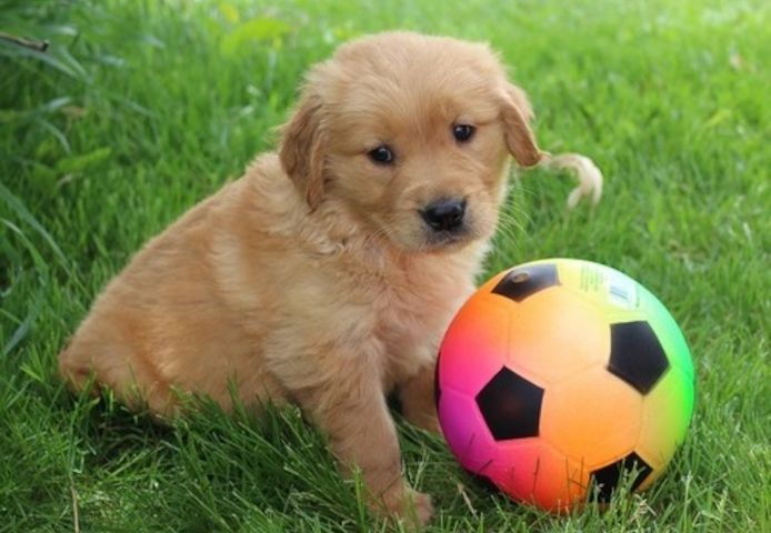 Golden Retriever mit Ahnentafel