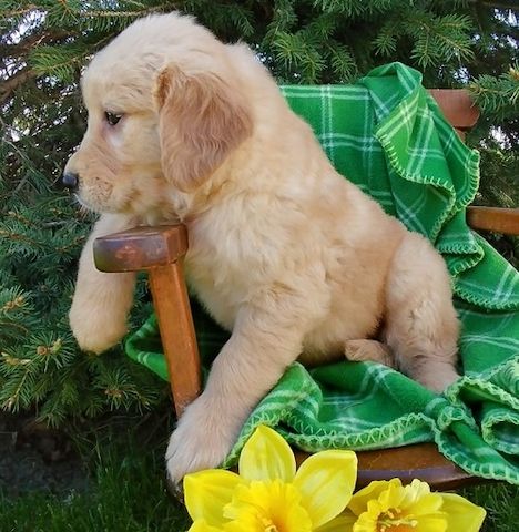 Golden Retriever mit Ahnentafel