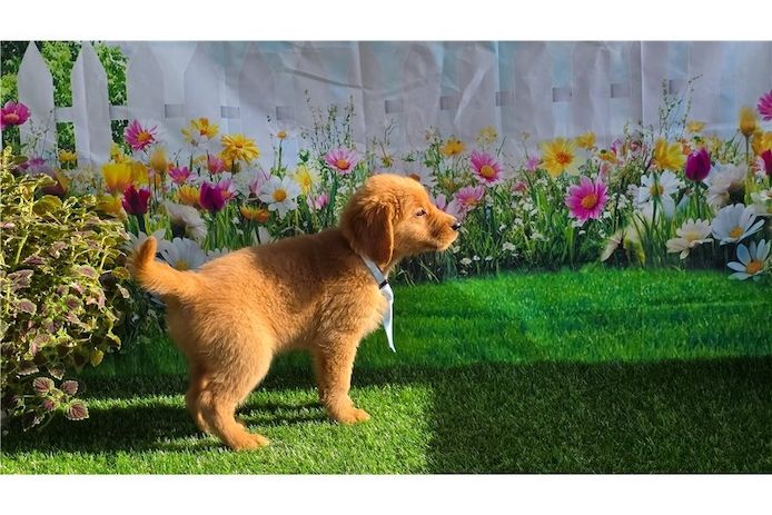 Golden Retriever mit Ahnentafel .
