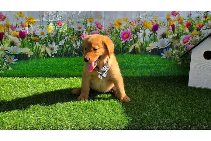 Golden Retriever mit Ahnentafel .