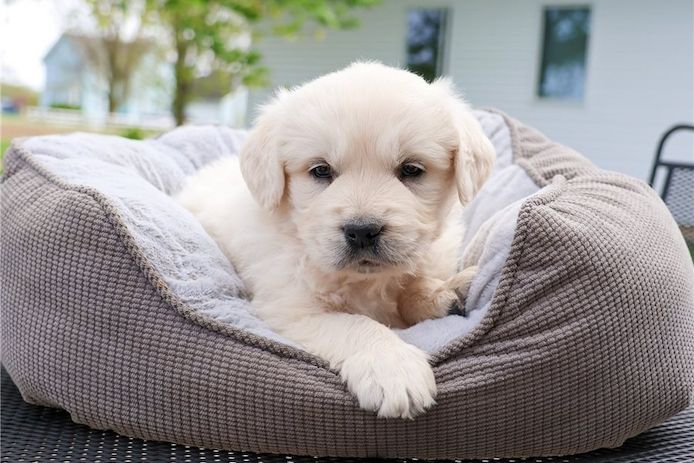 Golden Retriever mit Ahnentafel .