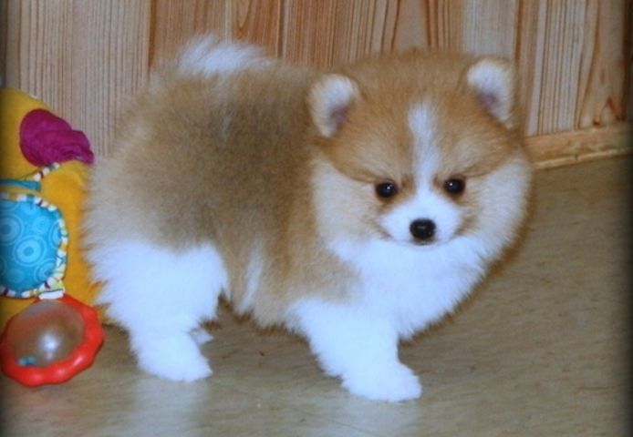 Zwergspitz-Welpen (Pomeranian) suchen ein neues Zuhause