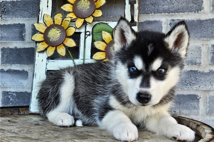 Reinrassige Siberian Husky Welpen mit Blauen und Braunen Augen ein neues und nettes Zuhause