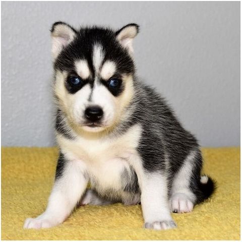 Reinrassige Siberian Husky Welpen mit Blauen und Braunen Augen ein neues und nettes Zuhause