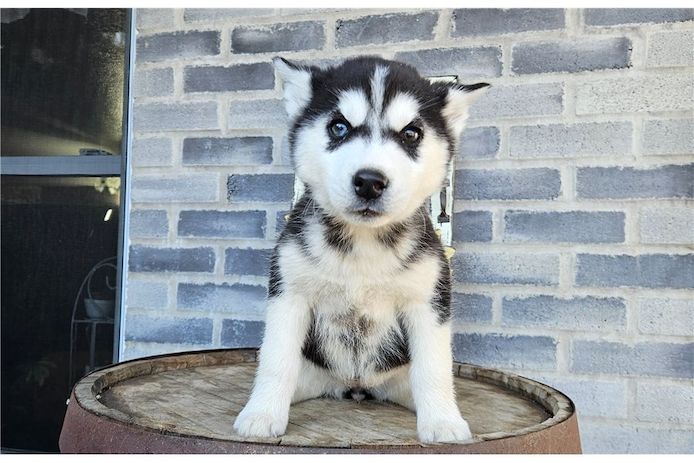 . Reinrassige Siberian Husky Welpen mit Blauen und Braunen Augen ein neues und nettes Zuhause.