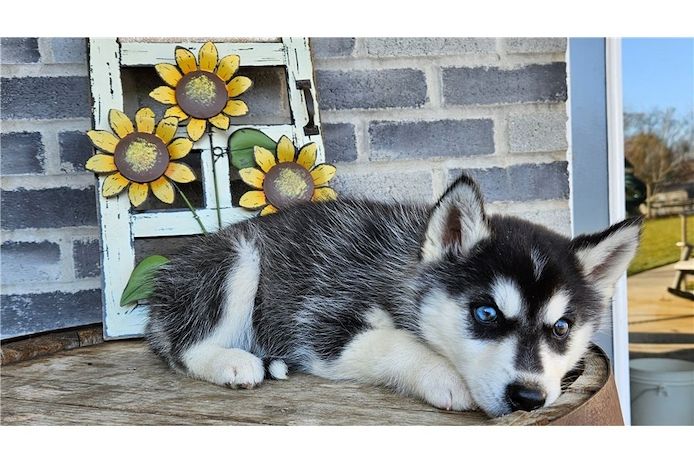 . Reinrassige Siberian Husky Welpen mit Blauen und Braunen Augen ein neues und nettes Zuhause.