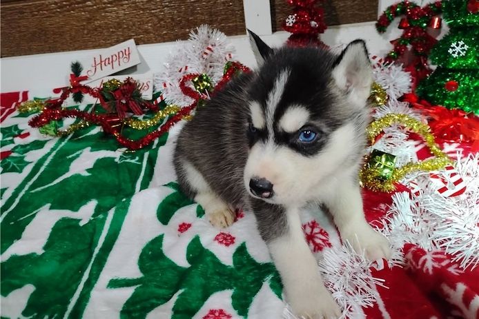 Reinrassige Siberian Husky Welpen mit Blauen und Braunen Augen ein neues und nettes Zuhause.