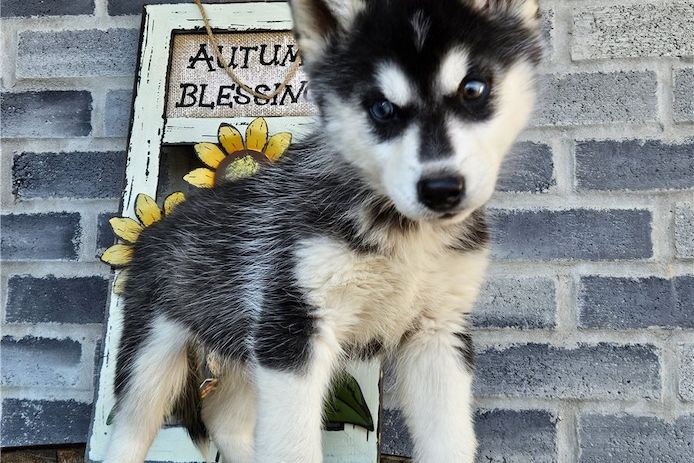 Reinrassige Siberian Husky Welpen mit Blauen und Braunen Augen ein neues und nettes Zuhause.